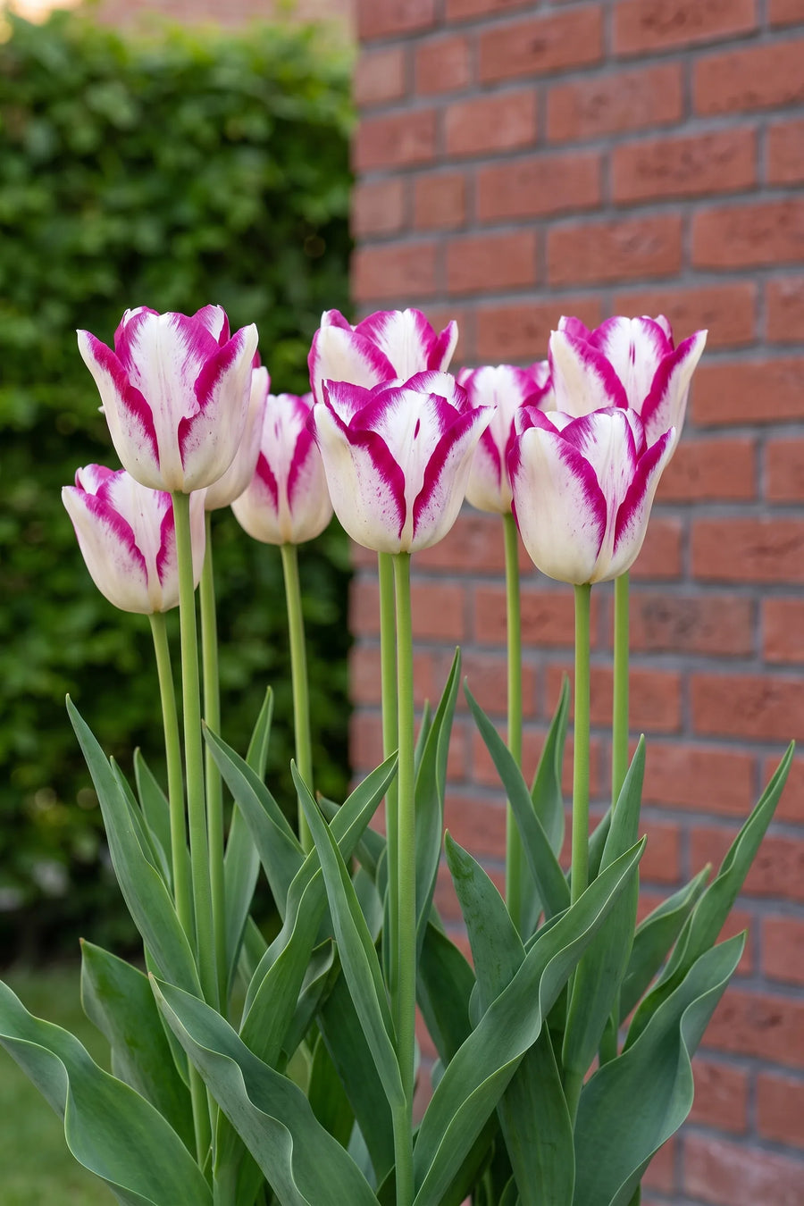 Tulipa Hotpants in bloei in een voorjaarsborder