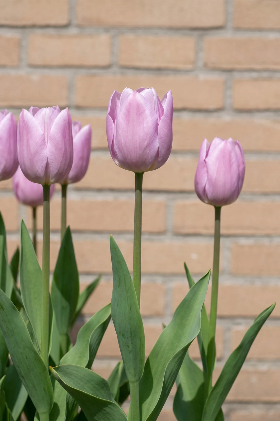 Tulipa Candy Prince in bloei in een voorjaarsborder