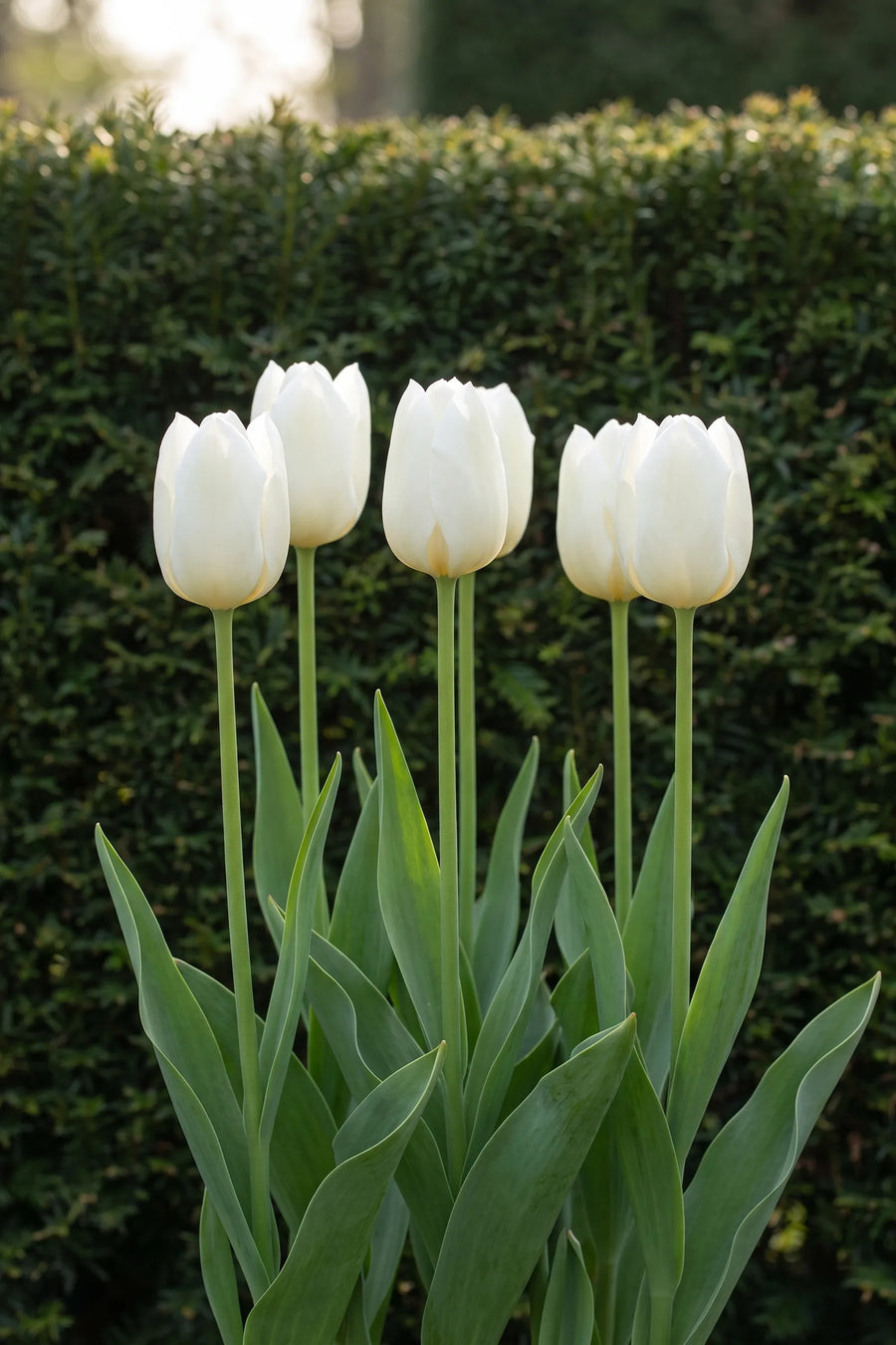 Tulipa Royal Virgin in bloei in een voorjaarsborder