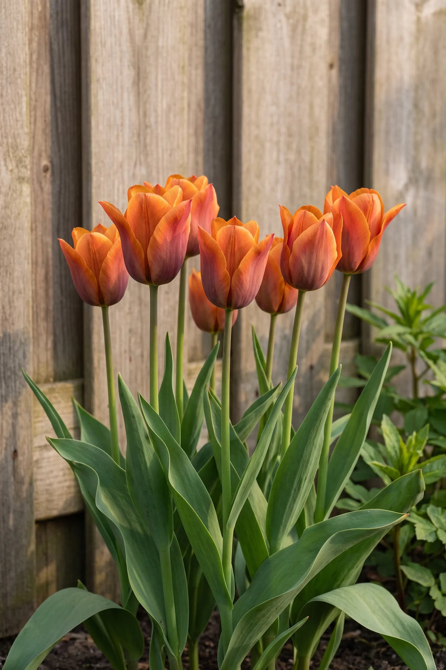 Tulipa Request in bloei in een voorjaarsborder