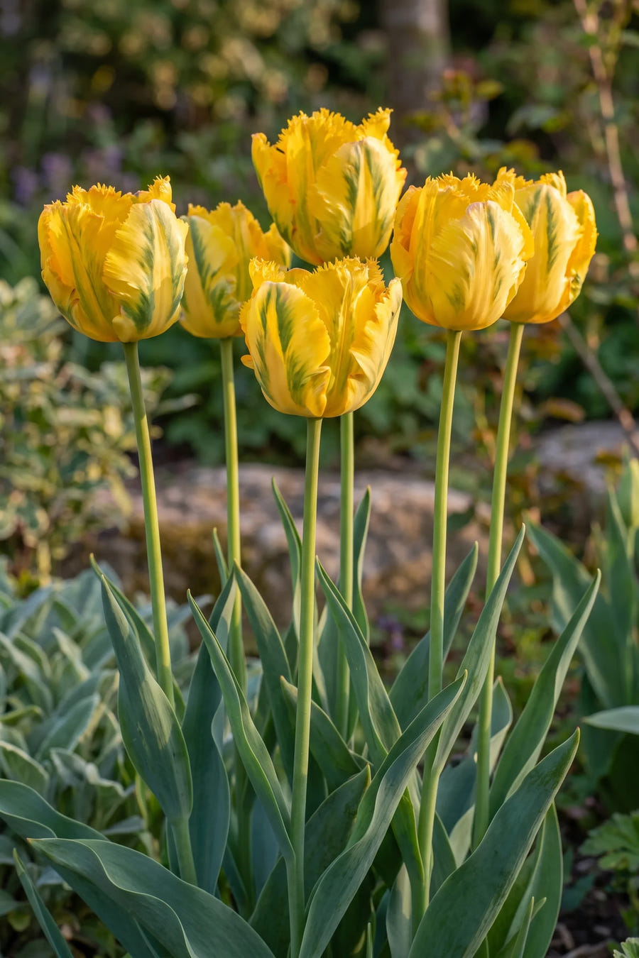 Tulipa Texas Gold in bloei in een voorjaarsborder