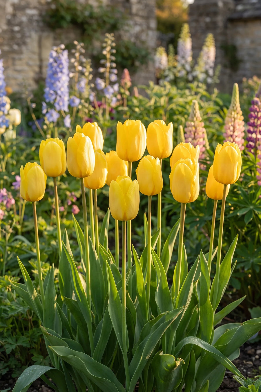 Tulipa Strong Gold in bloei in een voorjaarsborder