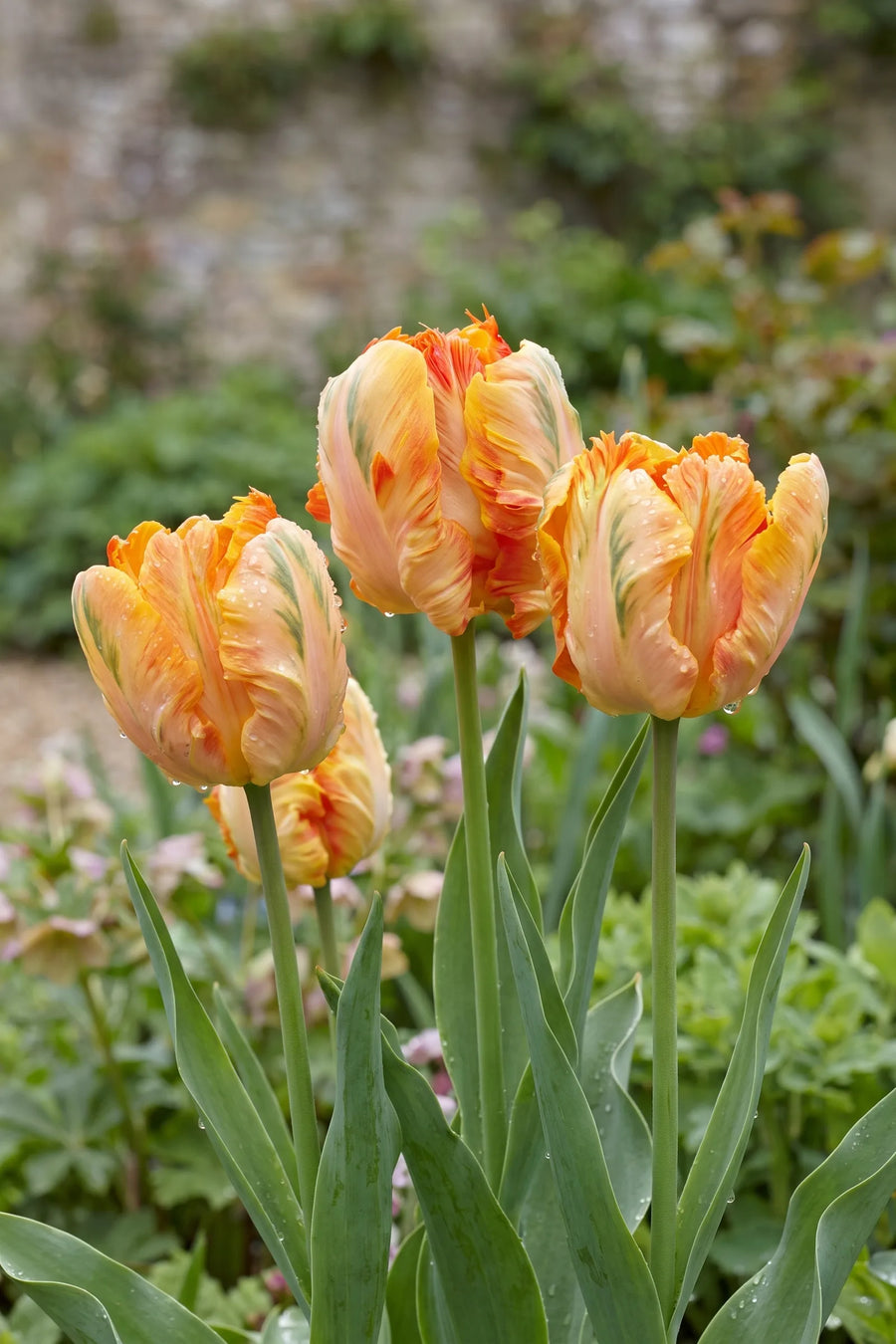 Tulipa Parrot King in bloei in een voorjaarsborder