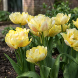 Tulipa Verona close-up