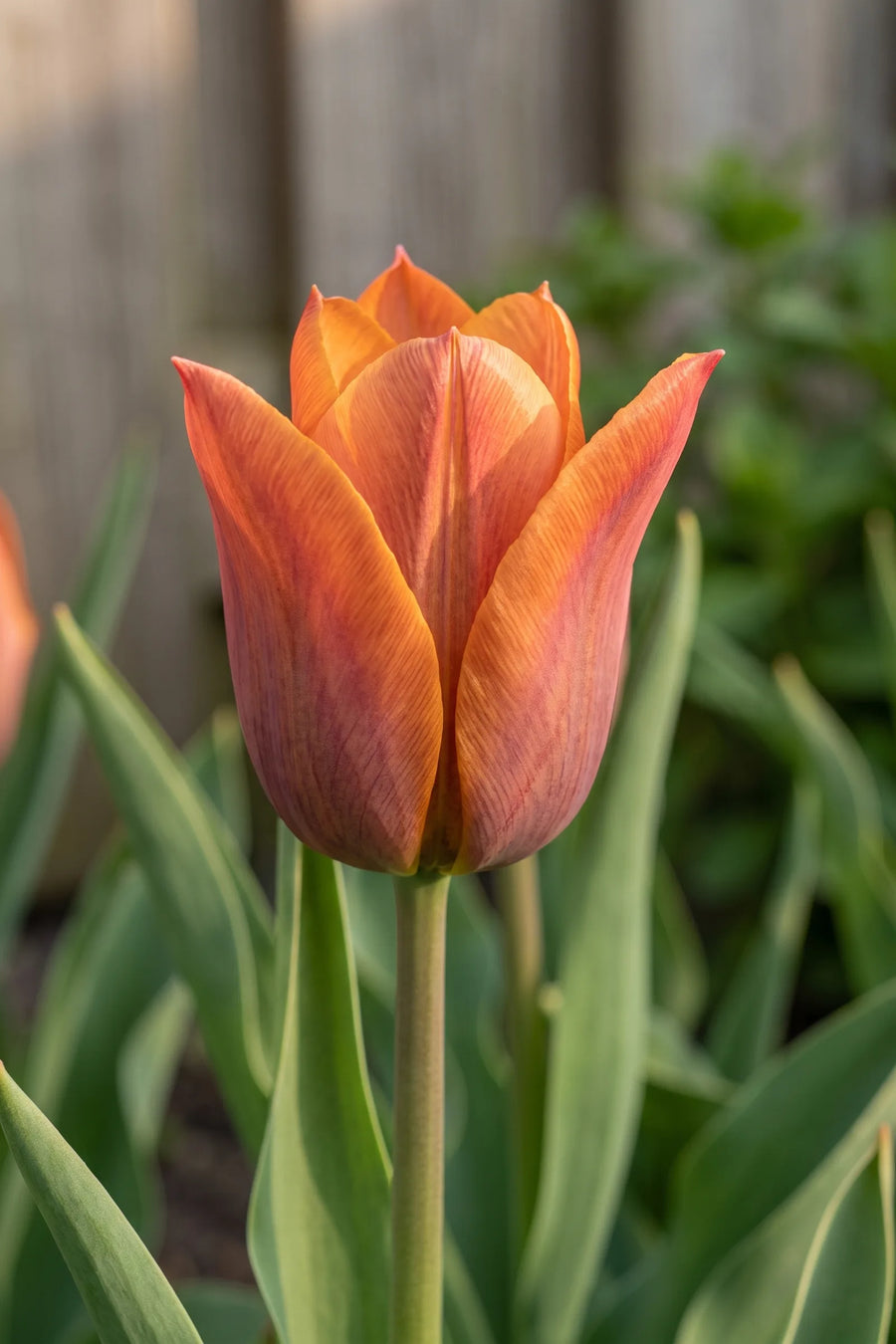 Close-up van de bloem van Tulipa Request
