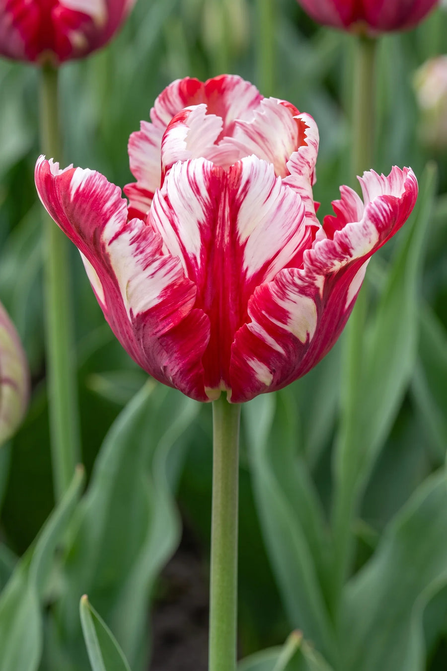 Close-up van de bloem van Tulipa Estella Rijnveld
