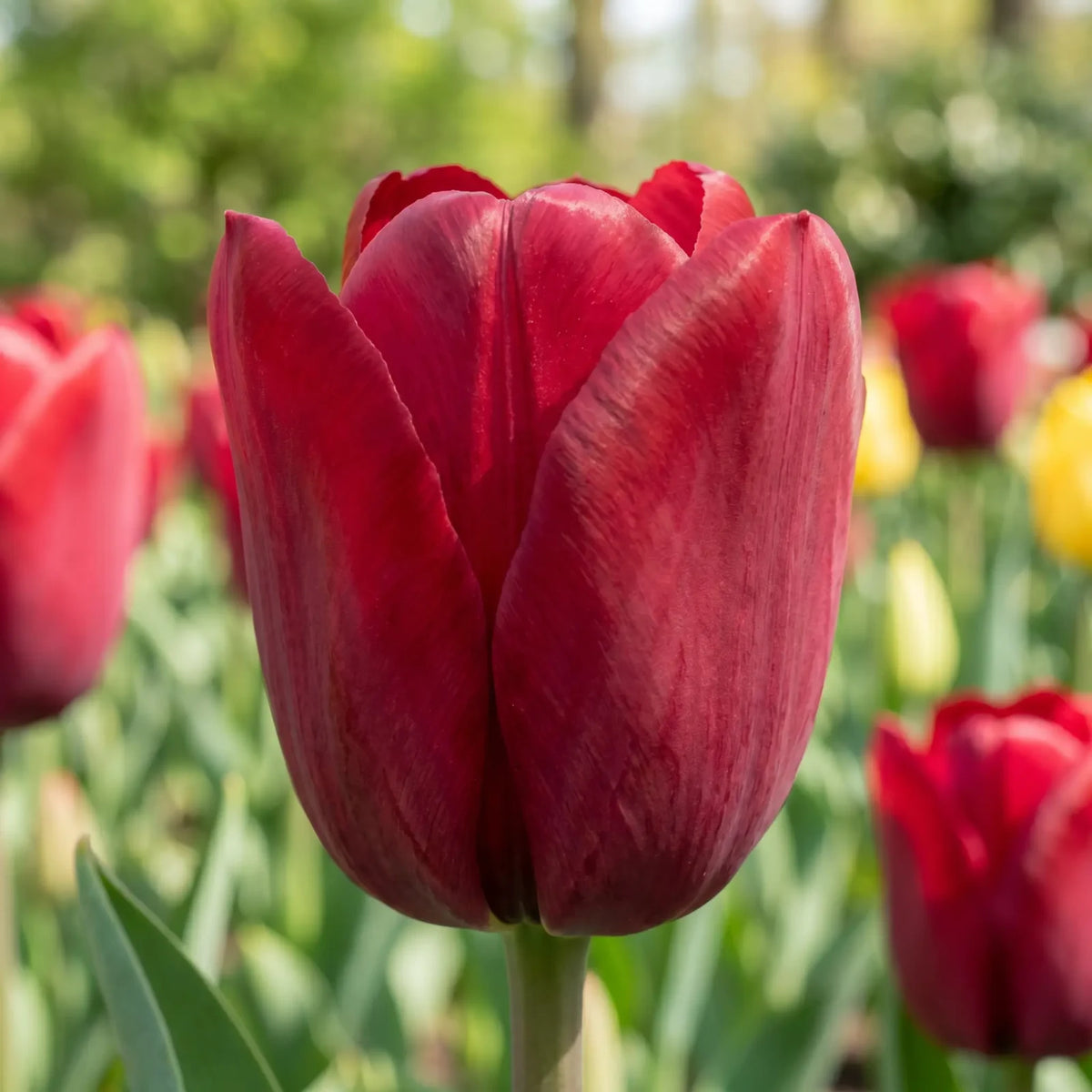 Tulipa Seadov close-up