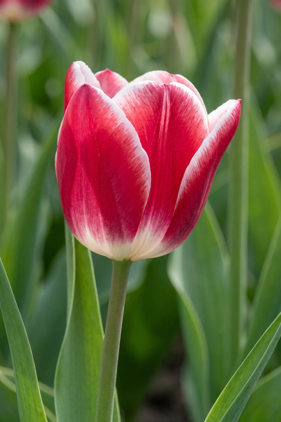 Close-up van de bloem van Tulipa Leo Visser