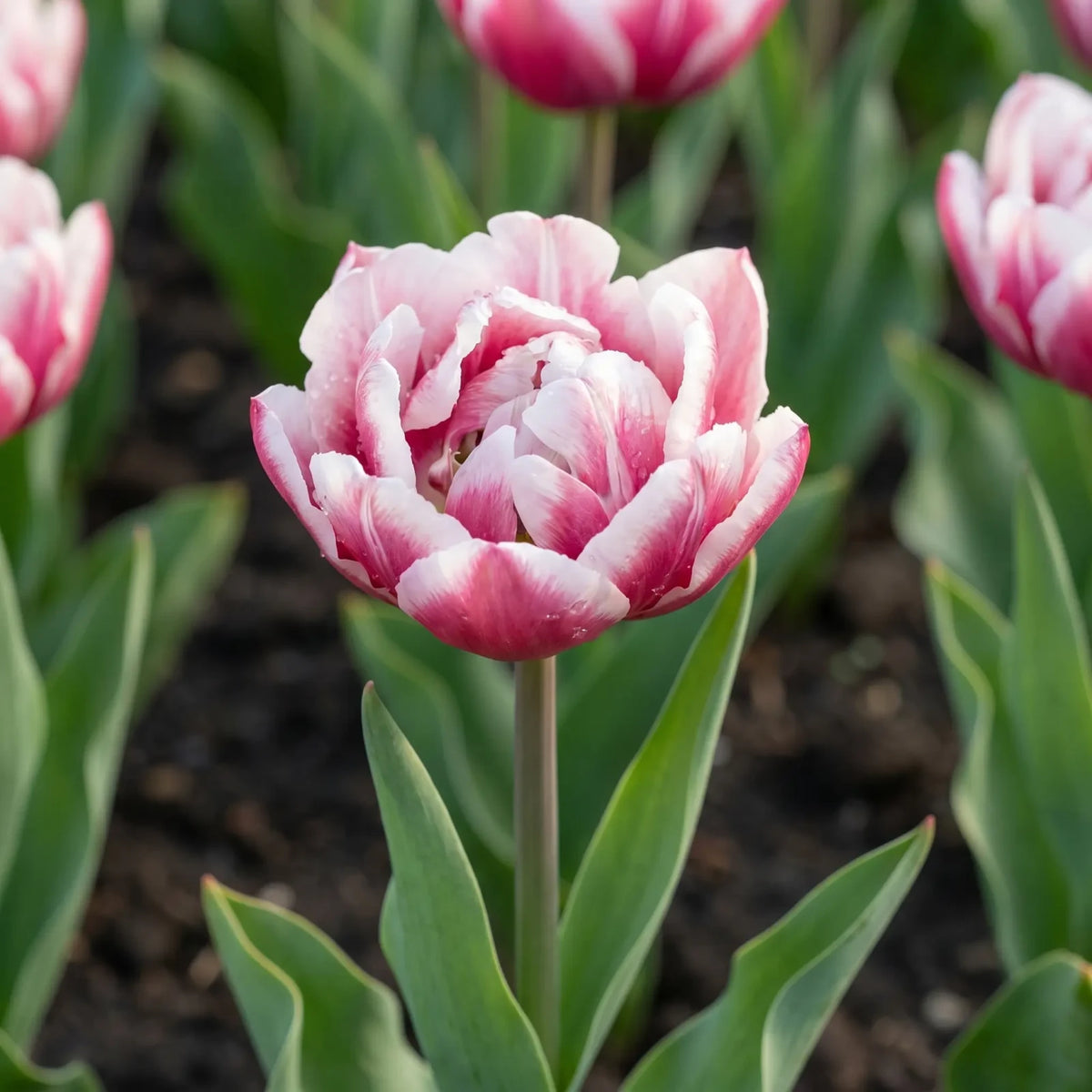 Tulipa Columbus close-up