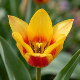 Tulipa Stresa close-up