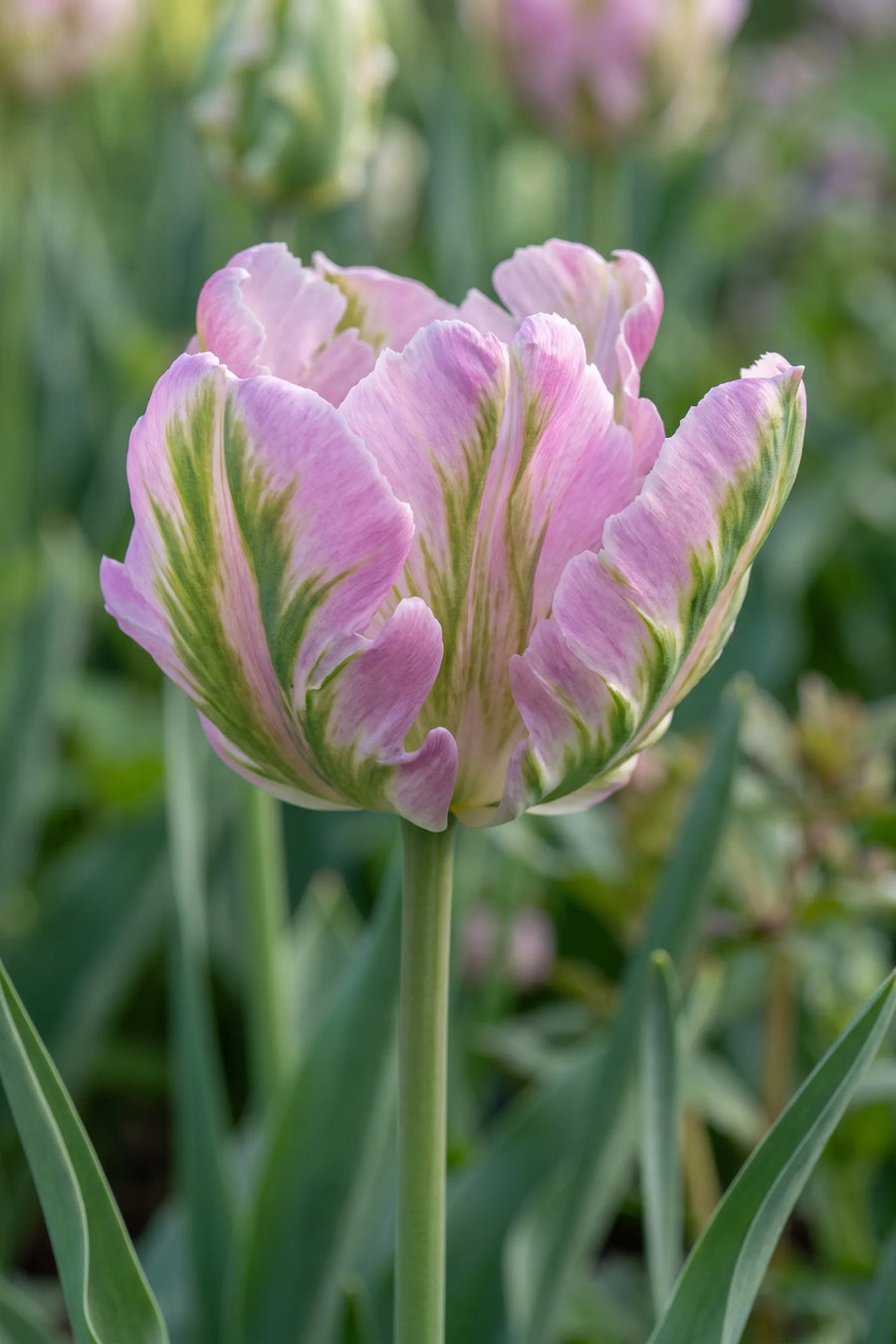 Close-up van de bloem van Tulipa Green Wave