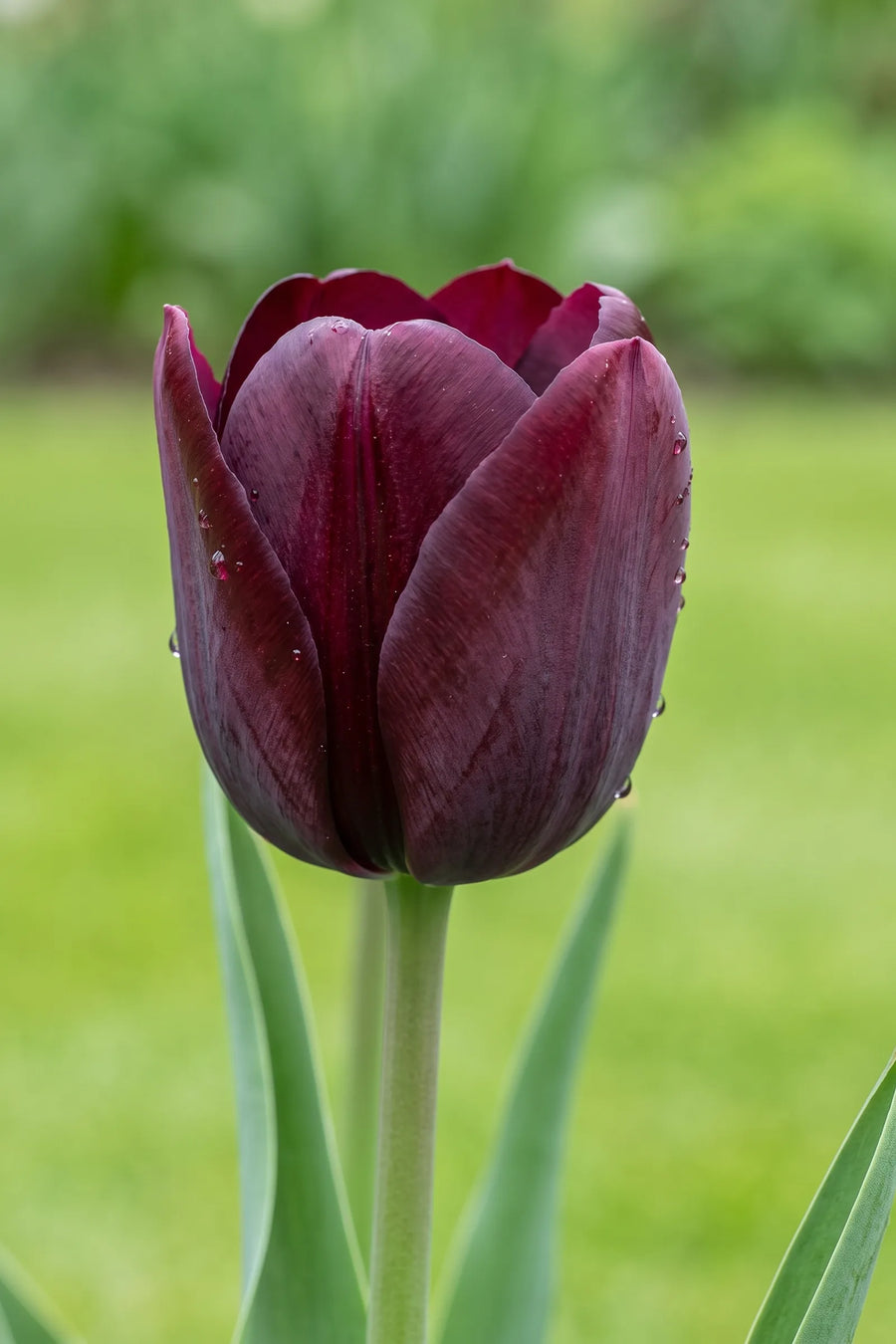 Close-up van de bloem van Tulipa Ronaldo