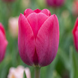 Tulipa Pink Ardour close-up