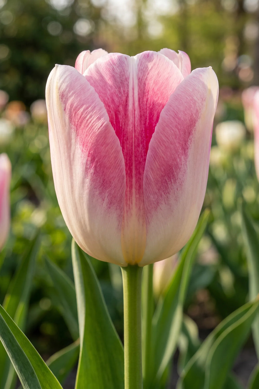 Close-up van de bloem van Tulipa Infinity