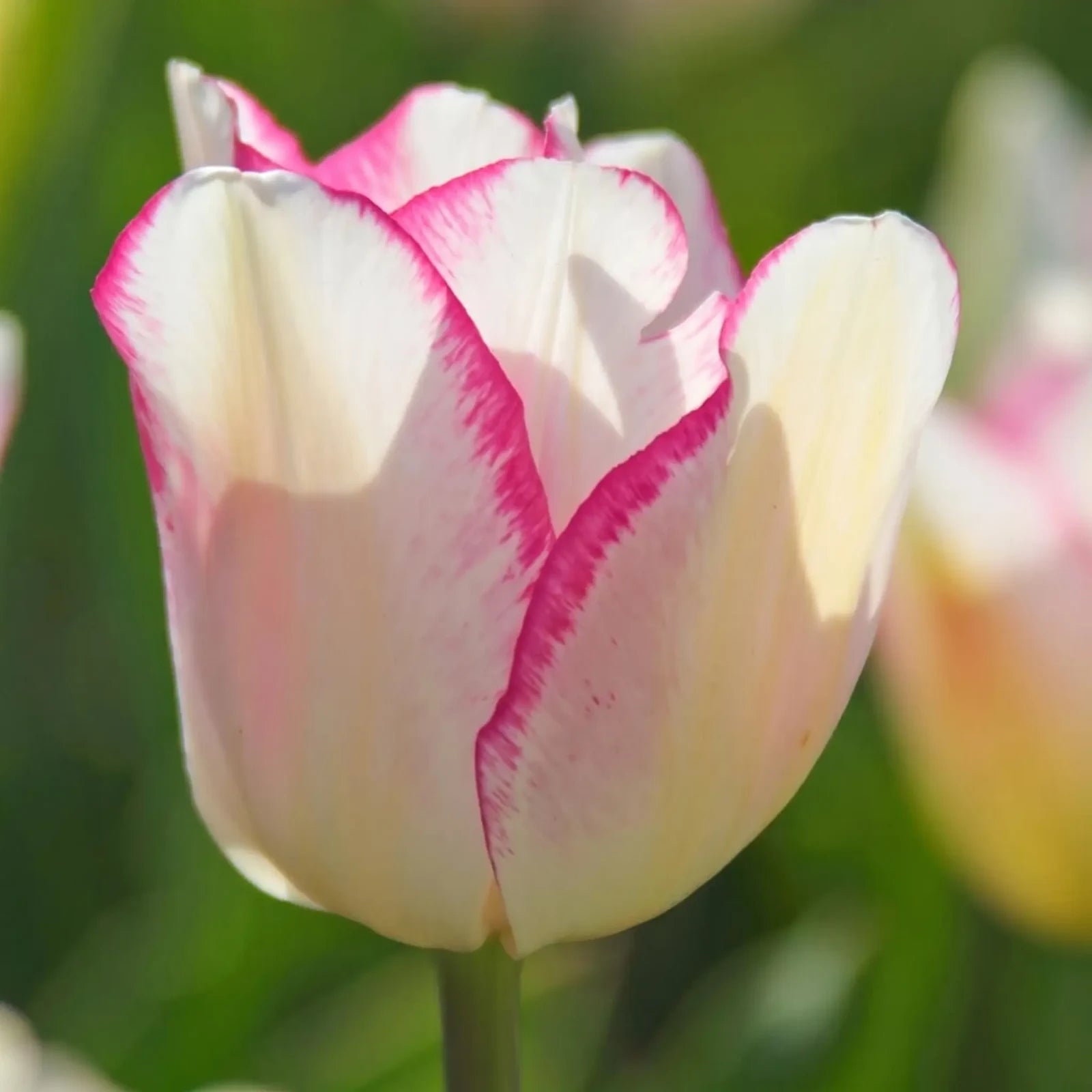 Tulipa Mata Hari close-up