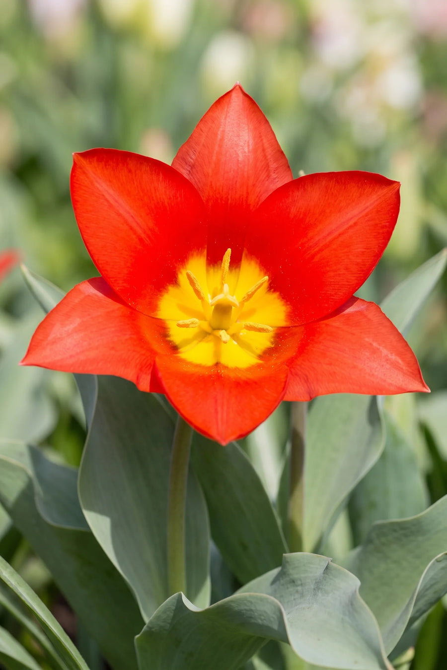 Close-up van de bloem van Tulipa Scarlet Baby