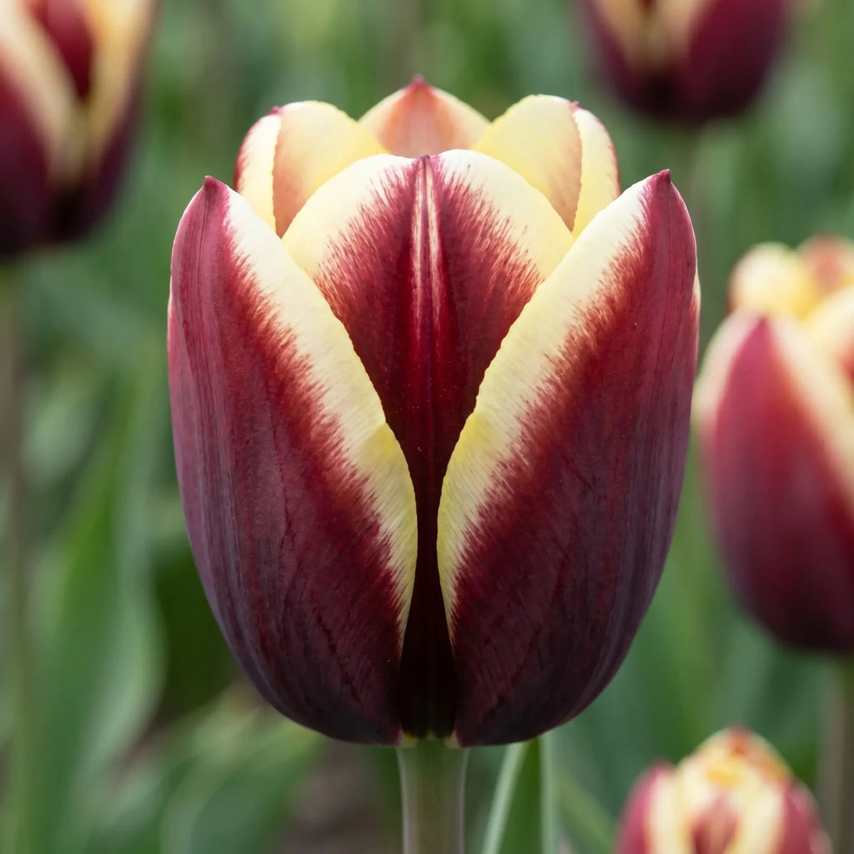 Tulipa Gavota close-up