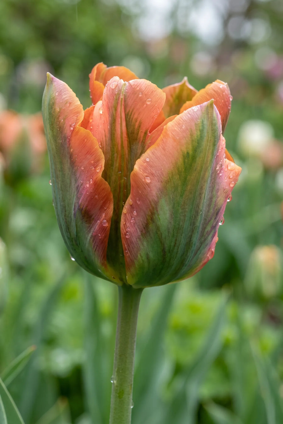 Close-up van de bloem van Tulipa Artist