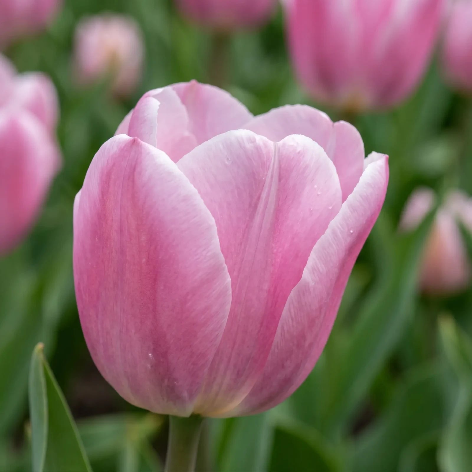 Tulipa Synaeda Amor close-up