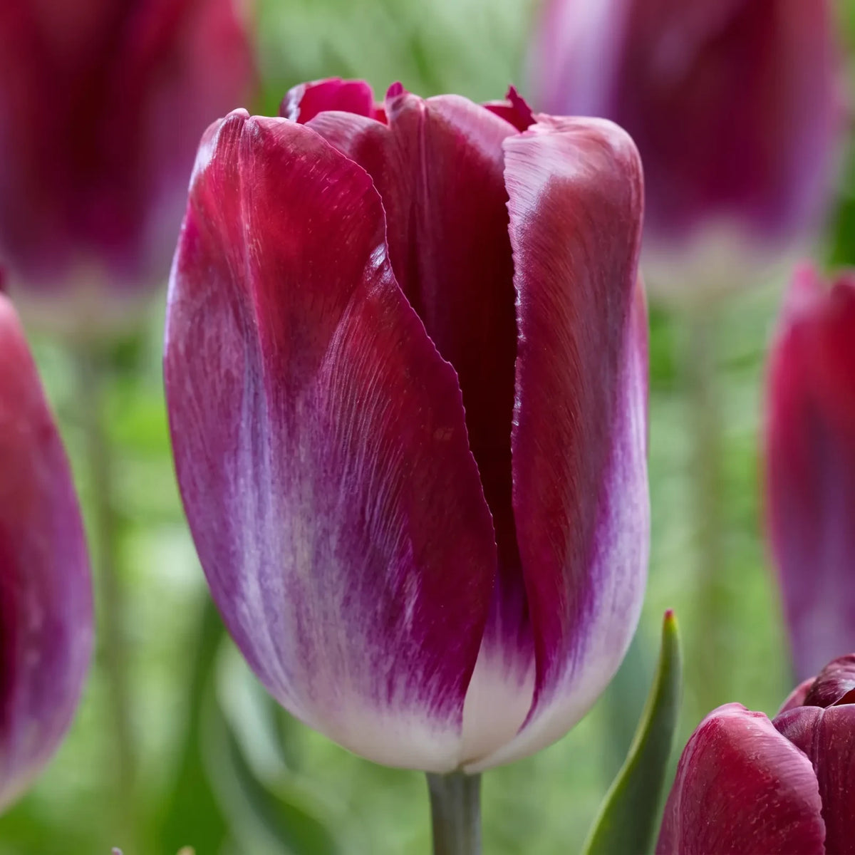 Tulipa Kansas Proud close-up