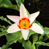 Tulipa Ancilla close-up