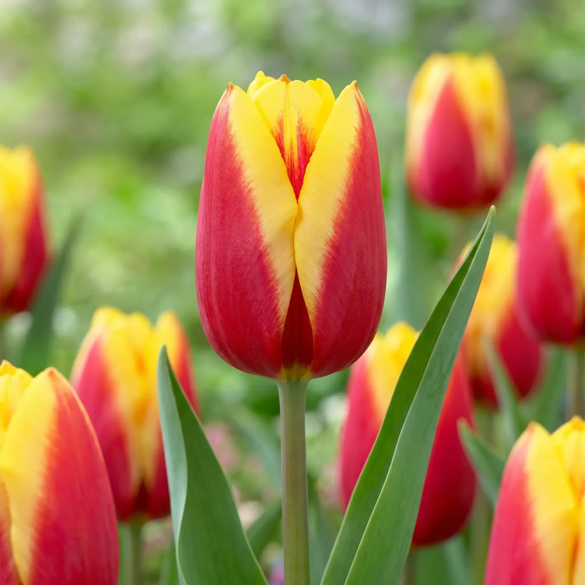 Tulipa Jan Seignette close-up
