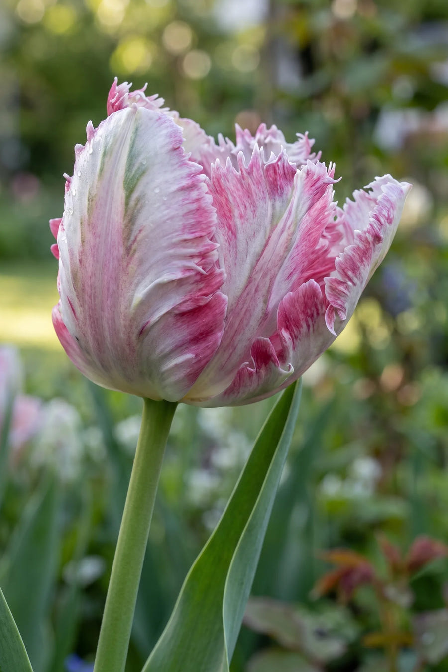 Close-up van de bloem van Tulipa Silver Parrot