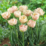 Tulipa Silk Road close-up