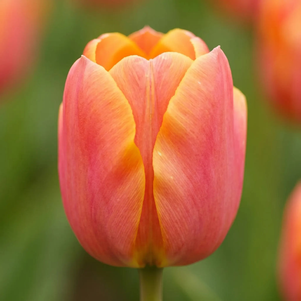 Tulipa Jimmy close-up