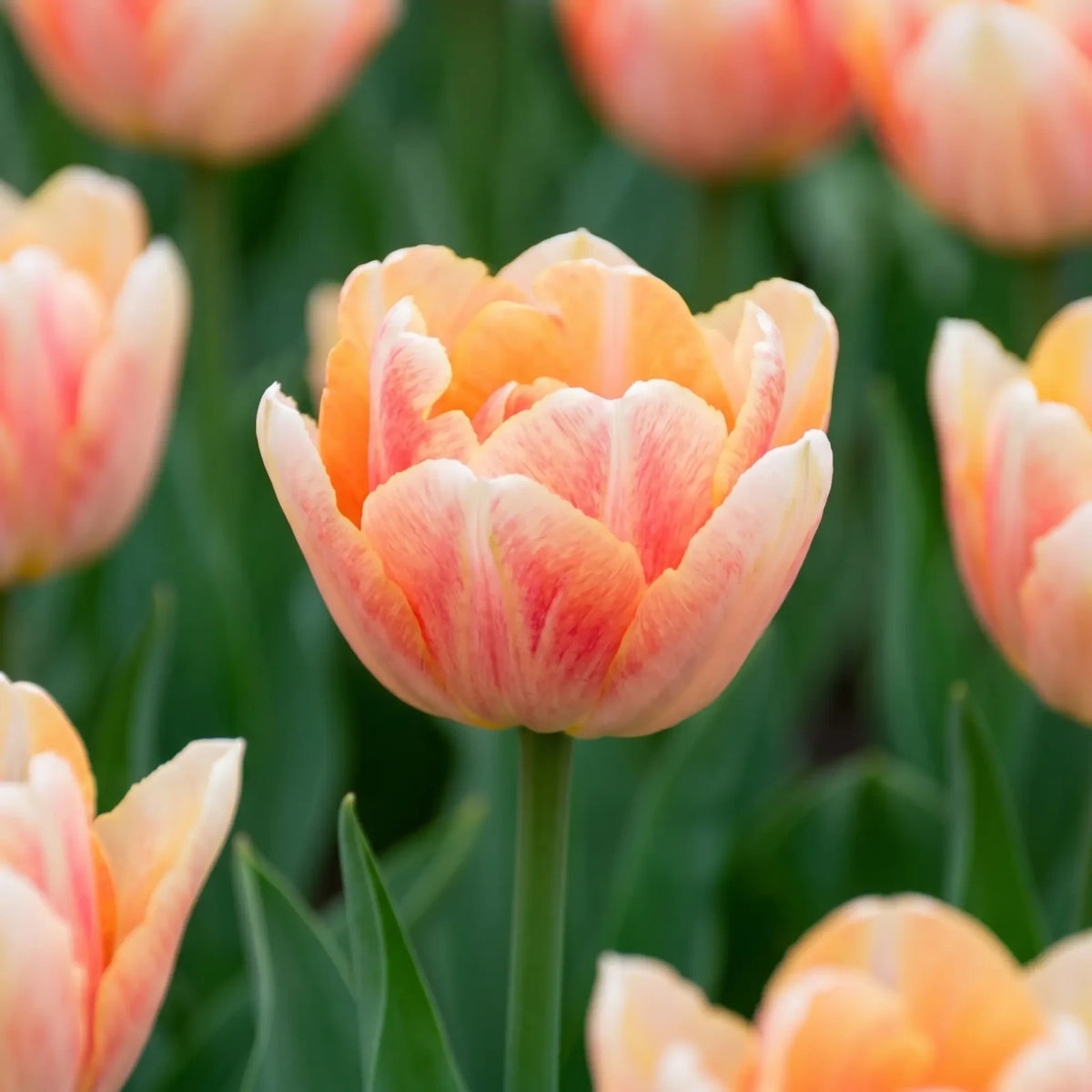 Tulipa Foxy Foxtrot close-up
