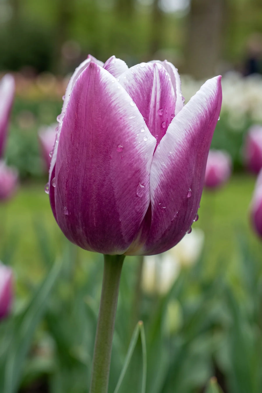 Close-up van de bloem van Tulipa Synaeda Blue