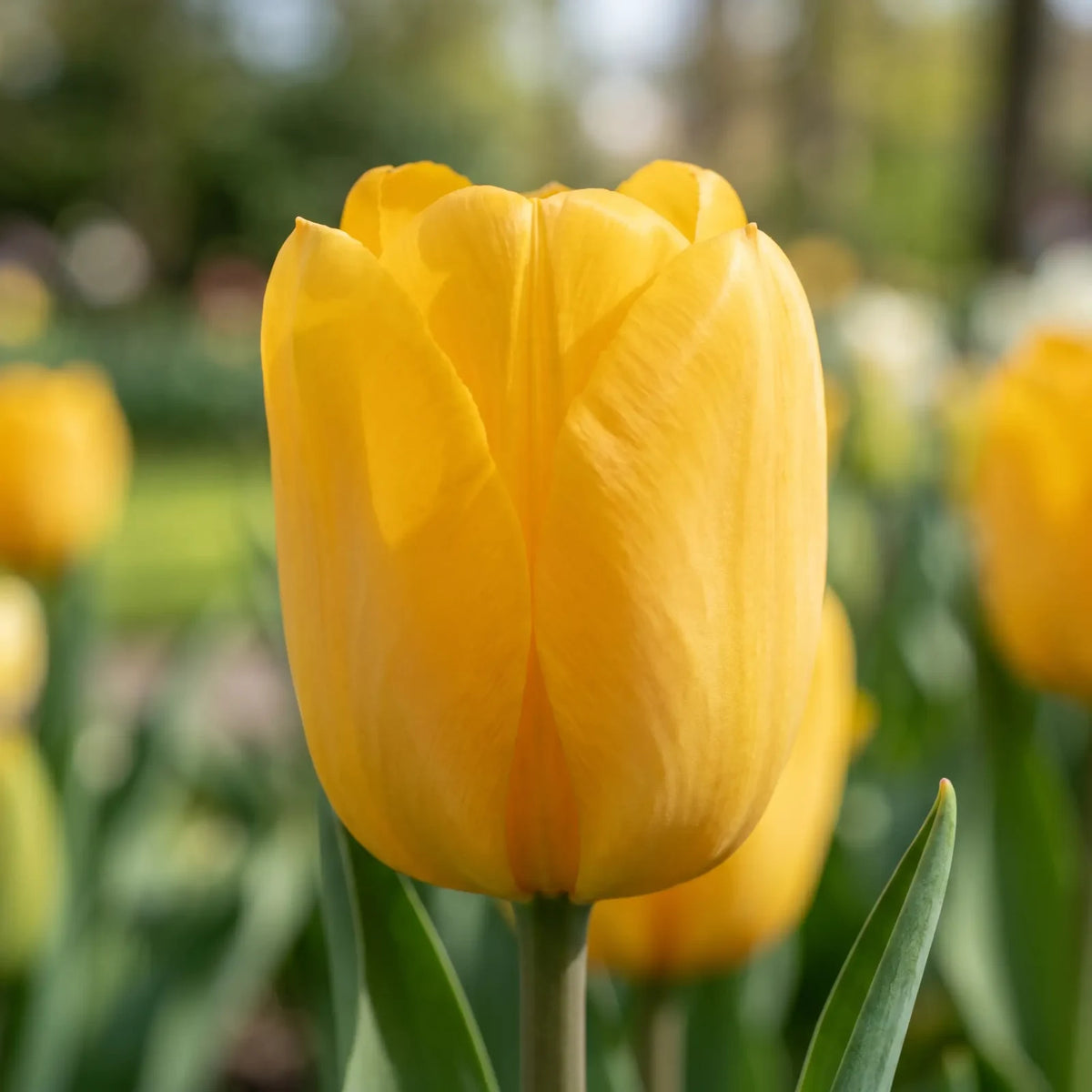Tulipa Strong Gold close-up