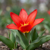 Tulipa Scarlet Baby close-up
