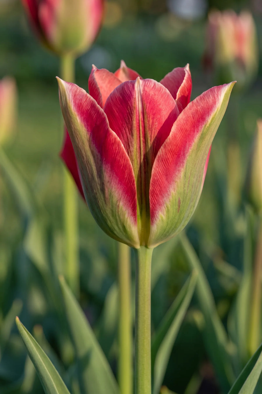 Close-up van de bloem van Tulipa Esperanto