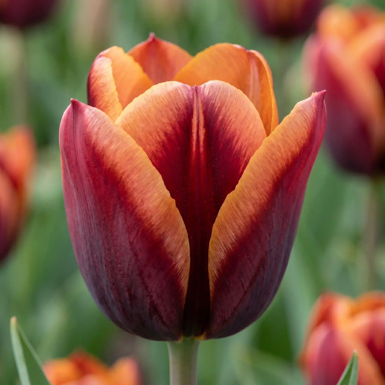 Tulipa Muvota close-up