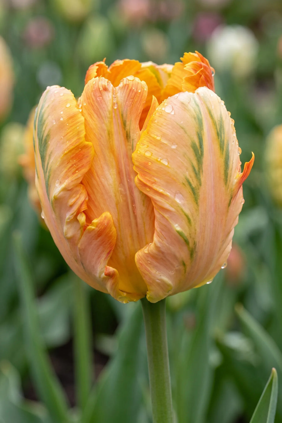 Close-up van de bloem van Tulipa Parrot King
