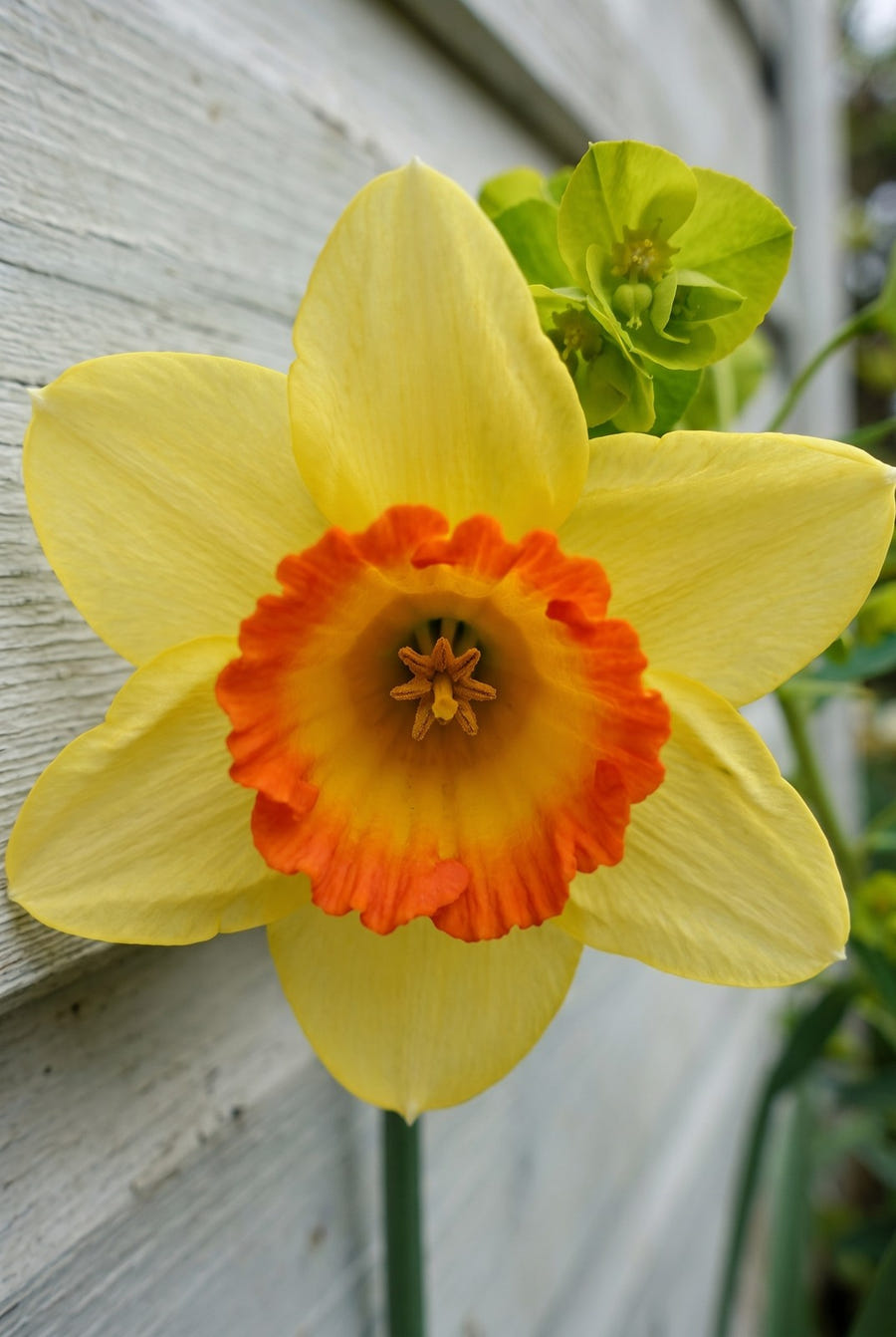 Narcissus Bantam — voorjaarsborder in bloei