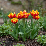 Groep Tulipa Cilesta in een tuinborder