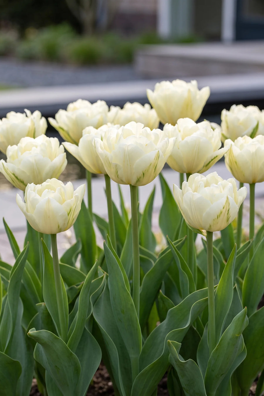 Groep Tulipa Exotic Emperor in een tuinborder
