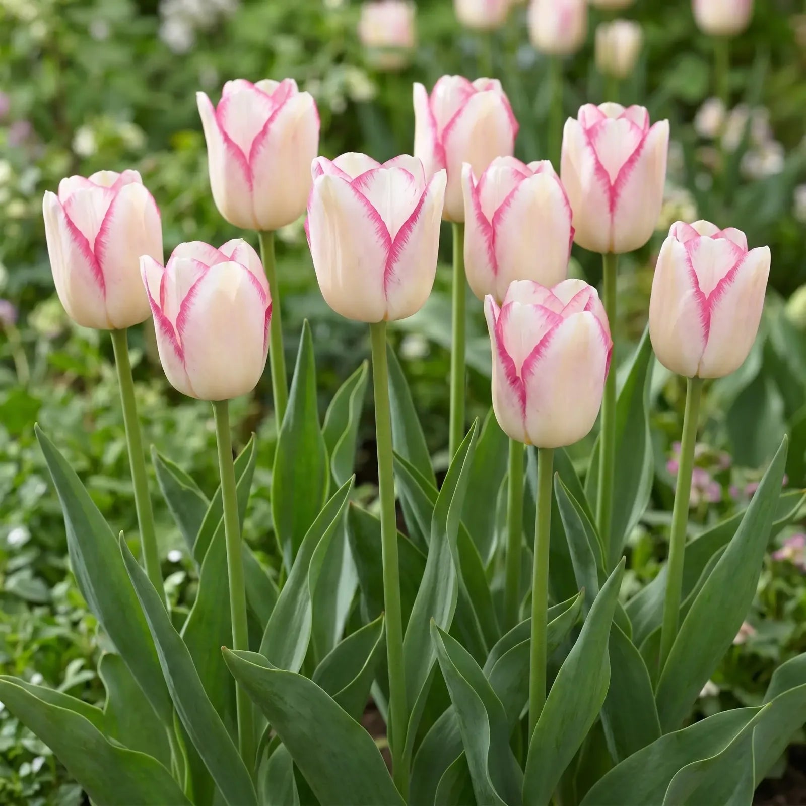 Tulipa Mata Hari group border