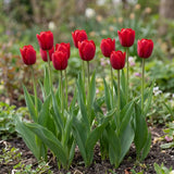 Tulipa Ile de France group border