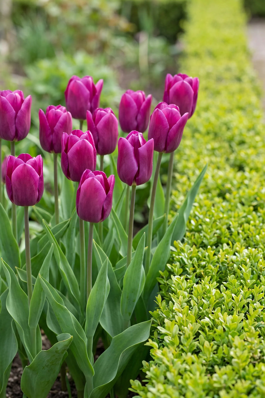 Groep Tulipa Passio Glossy in een tuinborder