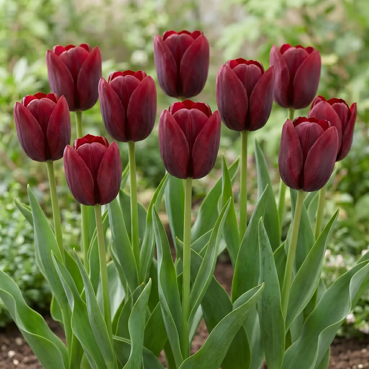 Tulipa National Velvet group border