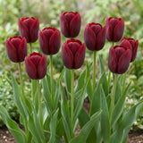 Tulipa National Velvet group border