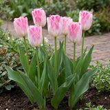 Groep Tulipa Infinity in een tuinborder