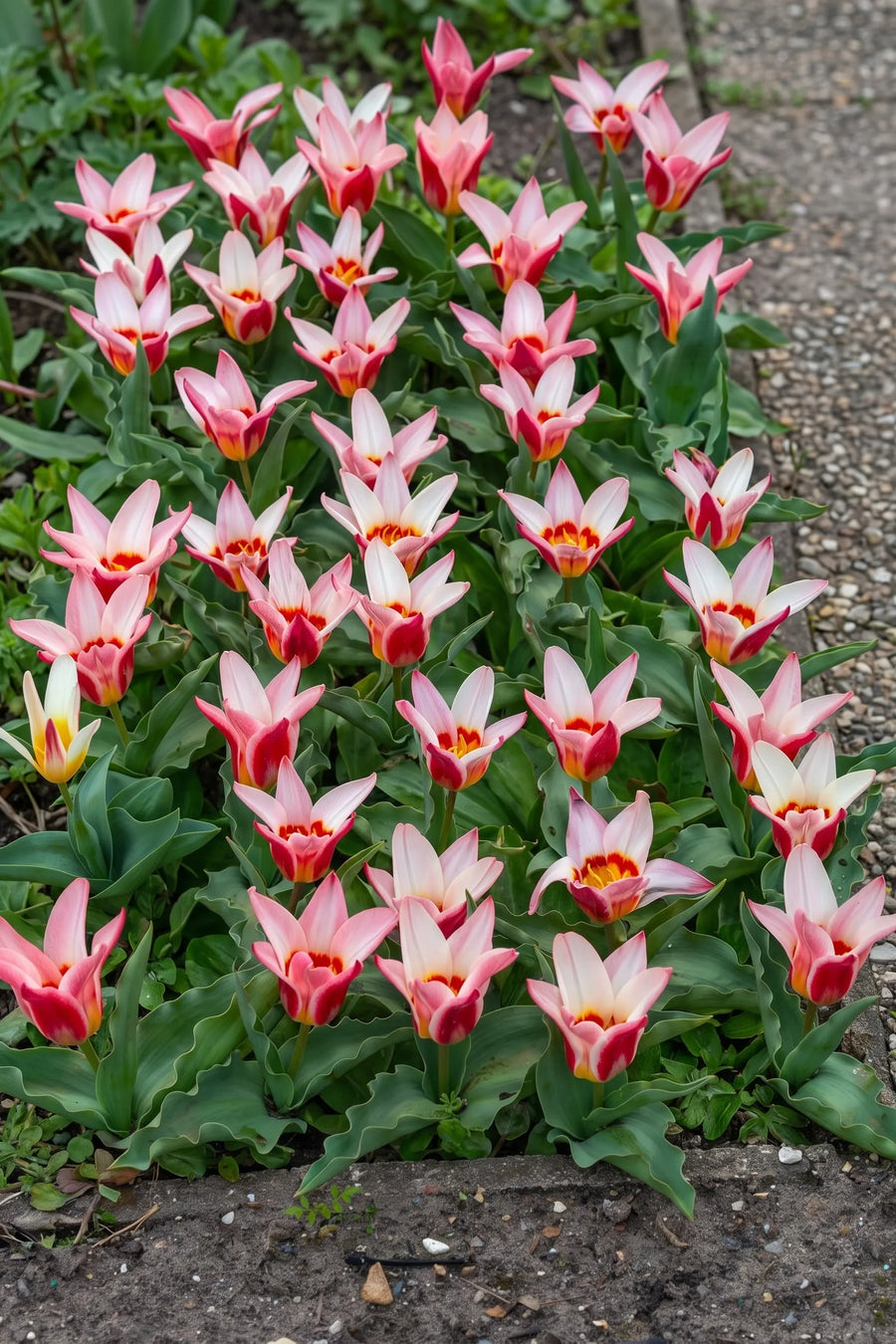 Groep Tulipa Ancilla in een tuinborder