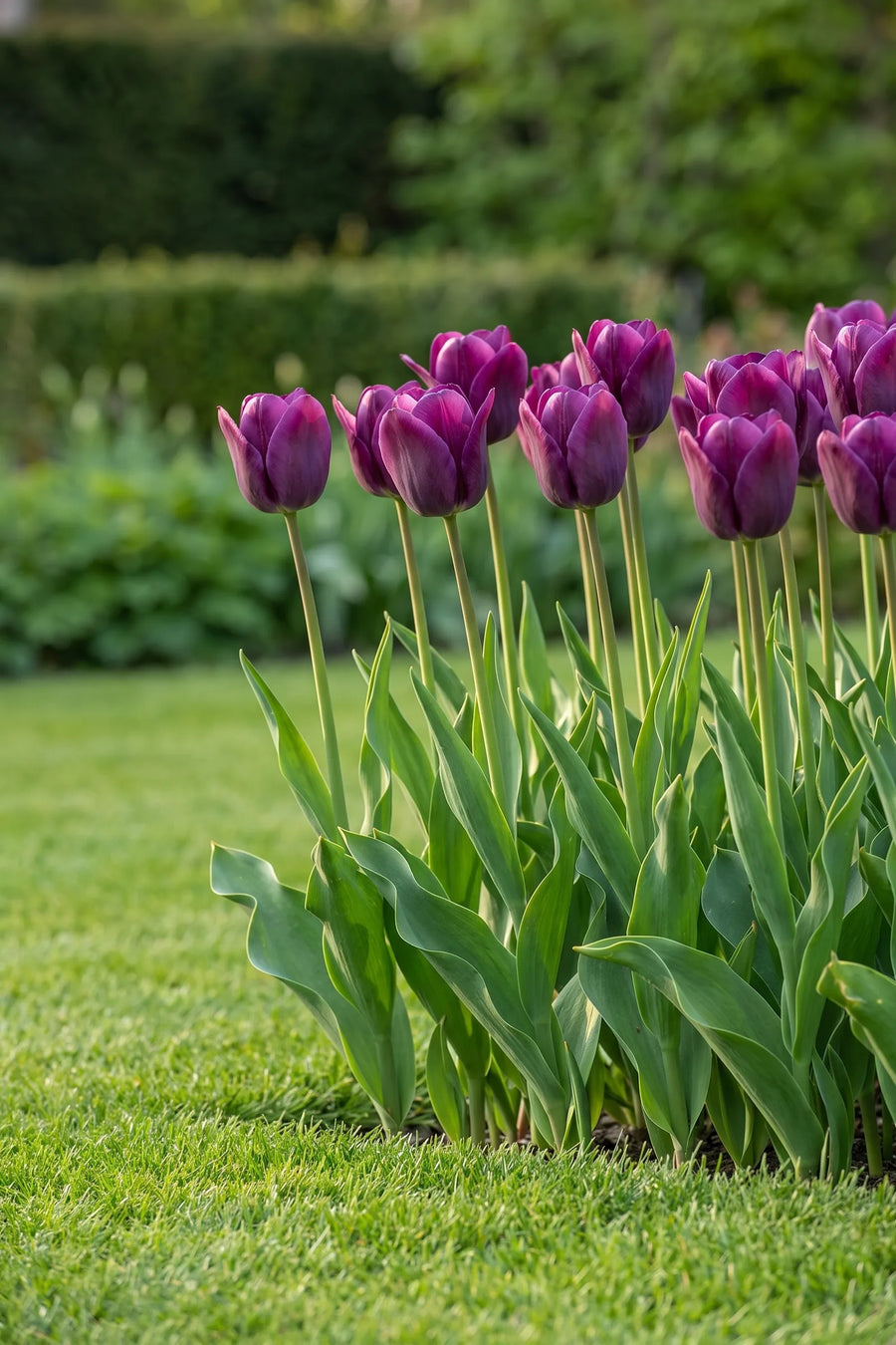 Groep Tulipa Kansas Proud in een tuinborder
