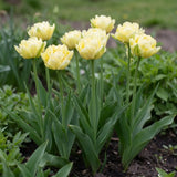 Groep Tulipa Verona in een tuinborder