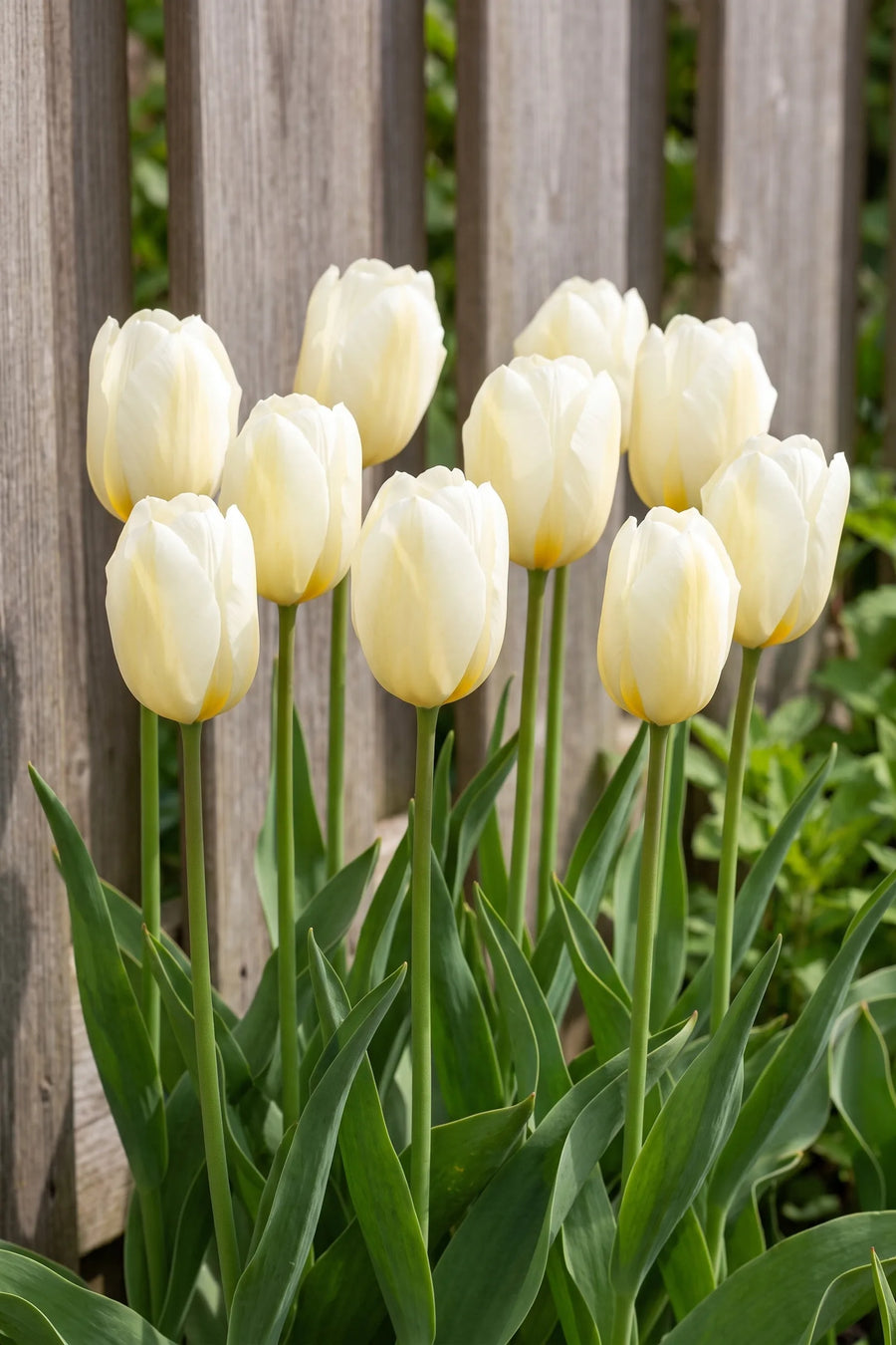 Groep Tulipa Francoise in een tuinborder