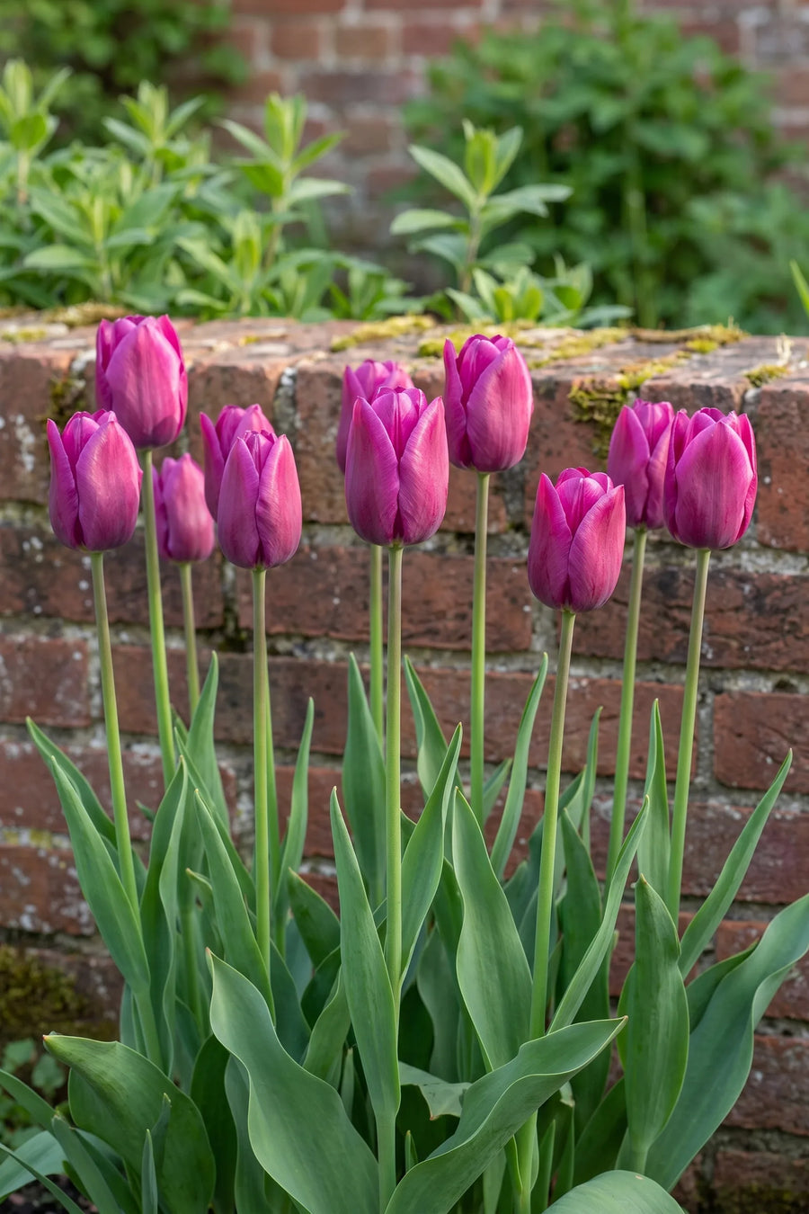 Groep Tulipa Purple Prince in een tuinborder